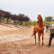 2017 Arabhorse Farm Tour Photos