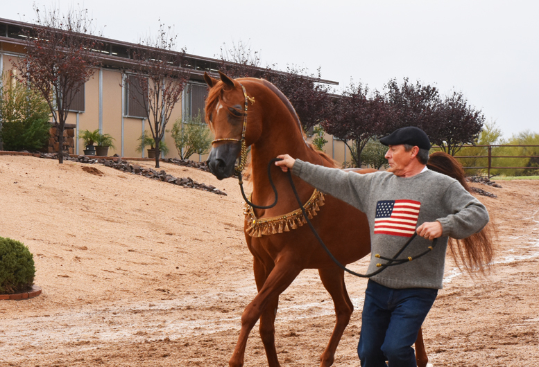 2017 Arabhorse Farm Tour Photos