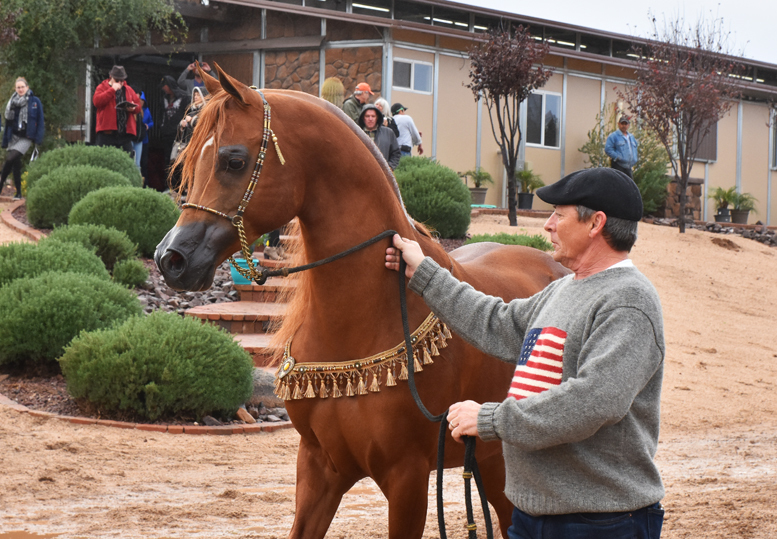 2017 Arabhorse Farm Tour Photos