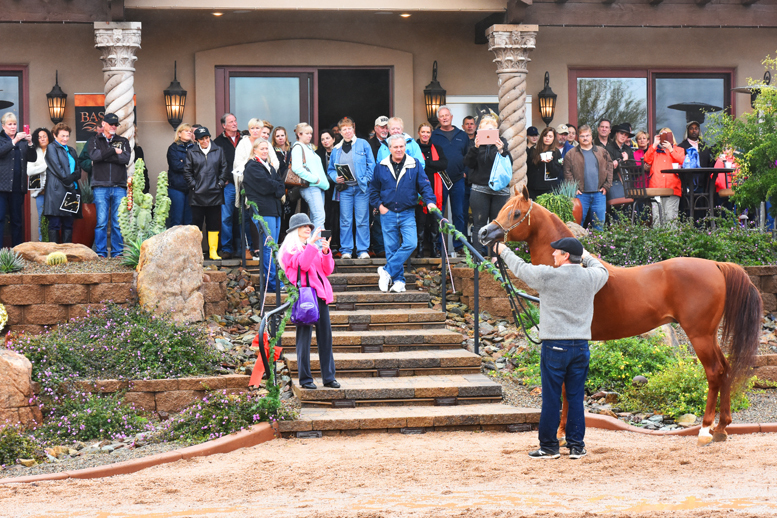 2017 Arabhorse Farm Tour Photos