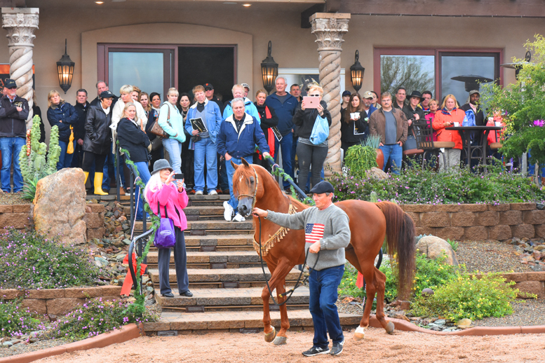 2017 Arabhorse Farm Tour Photos