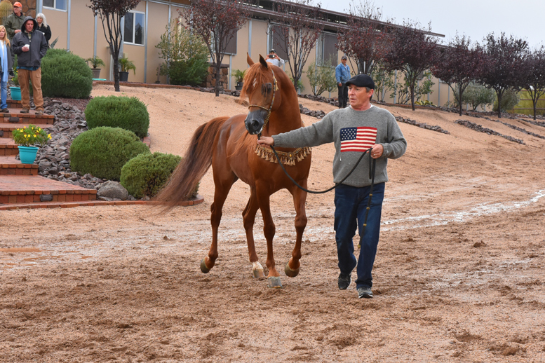 2017 Arabhorse Farm Tour Photos