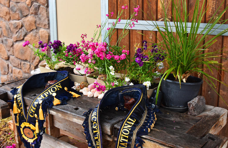 2017 Arabhorse Farm Tour Photos