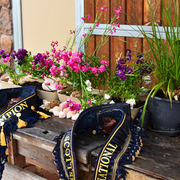 2017 Arabhorse Farm Tour Photos