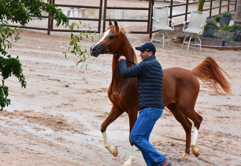 2017 Arabhorse Farm Tour Photos