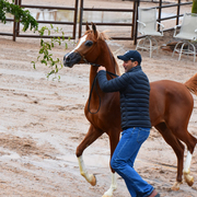 2017 Arabhorse Farm Tour Photos