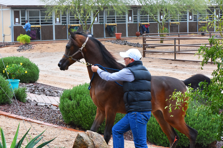 2017 Arabhorse Farm Tour Photos
