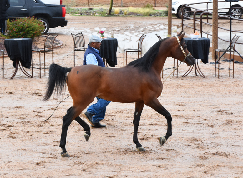 2017 Arabhorse Farm Tour Photos