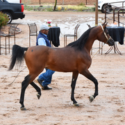 2017 Arabhorse Farm Tour Photos