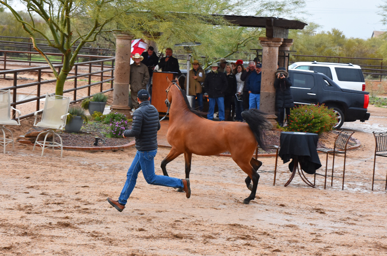 2017 Arabhorse Farm Tour Photos
