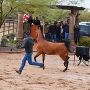2017 Arabhorse Farm Tour Photos