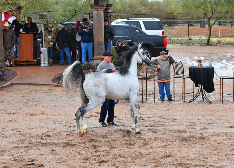 2017 Arabhorse Farm Tour Photos