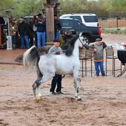 2017 Arabhorse Farm Tour Photos
