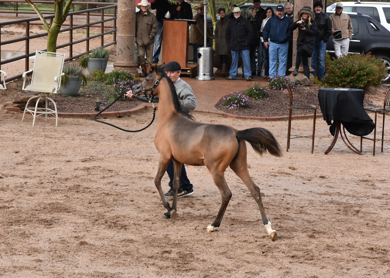 2017 Arabhorse Farm Tour Photos