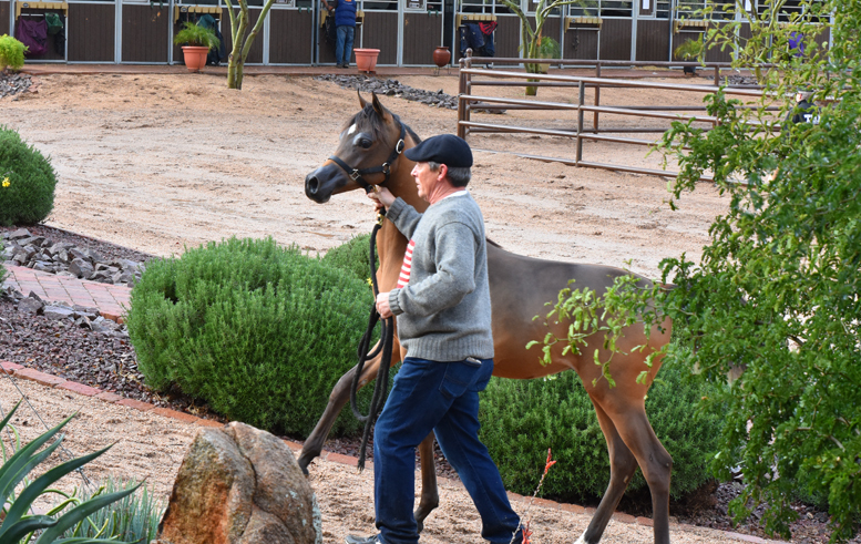 2017 Arabhorse Farm Tour Photos