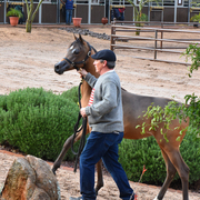 2017 Arabhorse Farm Tour Photos