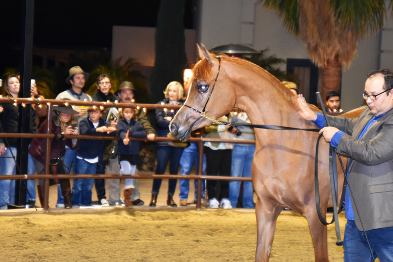2017 Arabhorse Farm Tour Photos