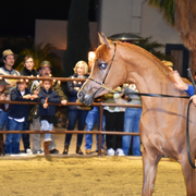 2017 Arabhorse Farm Tour Photos