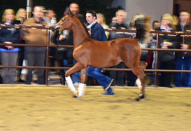 2017 Arabhorse Farm Tour Photos