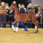 2017 Arabhorse Farm Tour Photos