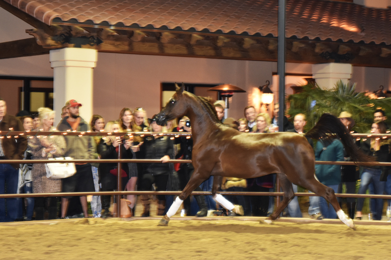 2017 Arabhorse Farm Tour Photos