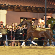 2017 Arabhorse Farm Tour Photos