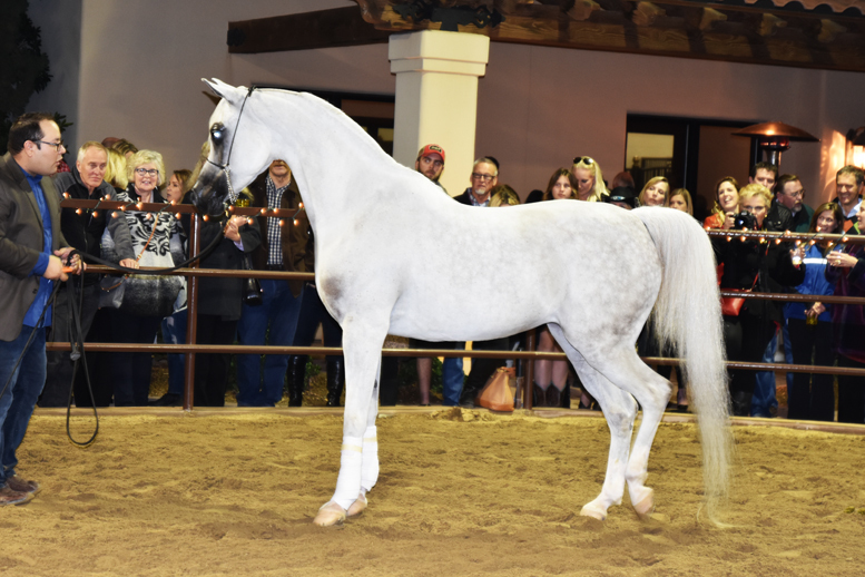 2017 Arabhorse Farm Tour Photos