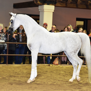 2017 Arabhorse Farm Tour Photos