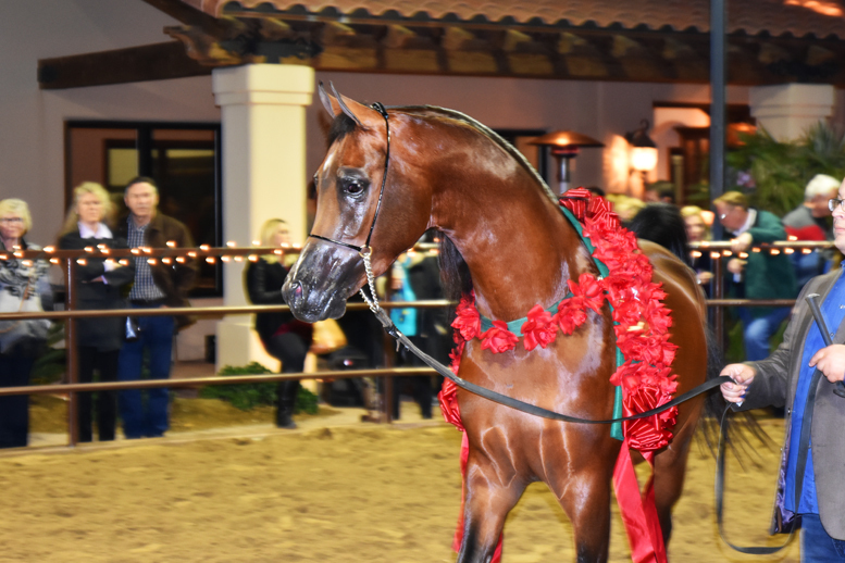 2017 Arabhorse Farm Tour Photos