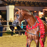 2017 Arabhorse Farm Tour Photos