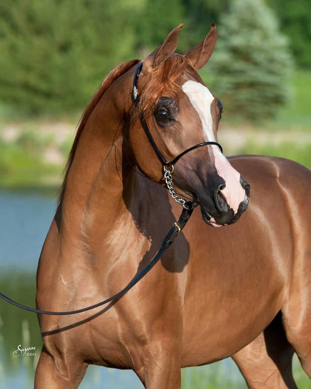 Volney Creek Arabians