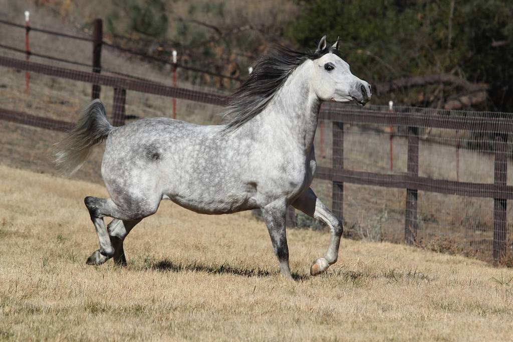 Volney Creek Arabians