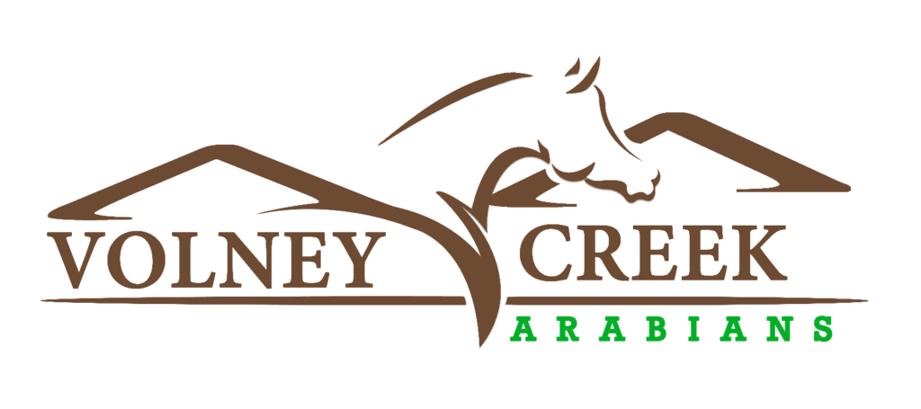 Volney Creek Arabians