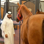 Lisa Abraham: Arabian Horse National Judge Course sponsored by Al Shaqab Stud (QAT)