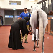 Lisa Abraham: Arabian Horse National Judge Course sponsored by Al Shaqab Stud (QAT)
