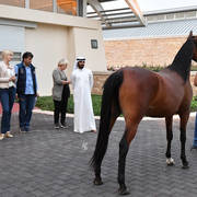 Lisa Abraham: Arabian Horse National Judge Course sponsored by Al Shaqab Stud (QAT)