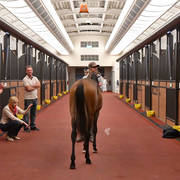 Lisa Abraham: Arabian Horse National Judge Course sponsored by Al Shaqab Stud (QAT)