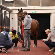 Lisa Abraham: Arabian Horse National Judge Course sponsored by Al Shaqab Stud (QAT)
