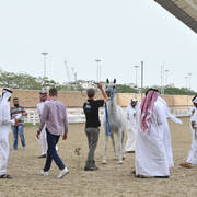 Lisa Abraham: Arabian Horse National Judge Course sponsored by Al Shaqab Stud (QAT)