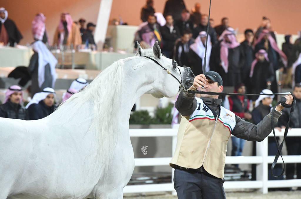 Senior Stallion Gold Champion: Adham Saqr (Imperial Madori X Ameera Saqr) 