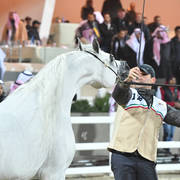 Senior Stallion Gold Champion: Adham Saqr (Imperial Madori X Ameera Saqr) 