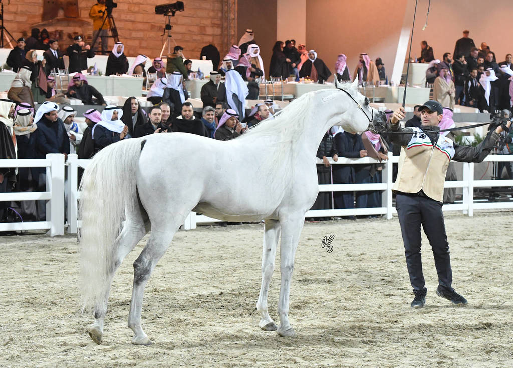 Senior Stallion Gold Champion: Adham Saqr (Imperial Madori X Ameera Saqr) 