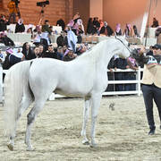 Senior Stallion Gold Champion: Adham Saqr (Imperial Madori X Ameera Saqr) 