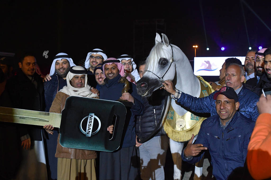 Senior Stallion Gold Champion: Adham Saqr (Imperial Madori X Ameera Saqr) 