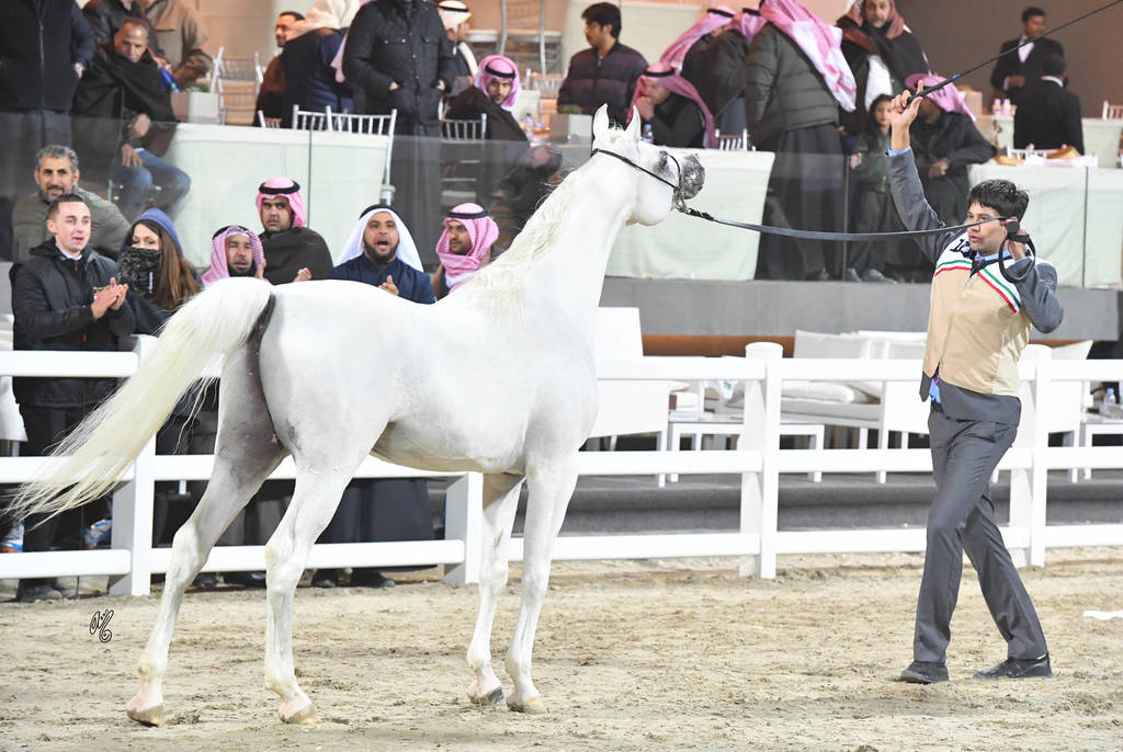Senior Stallion Silver Champion: Haizoom Al Asil (Kamal Ibn Adeed X Ansata Omniya)  