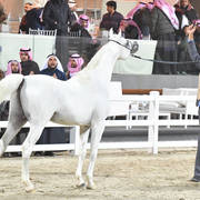 Senior Stallion Silver Champion: Haizoom Al Asil (Kamal Ibn Adeed X Ansata Omniya)  