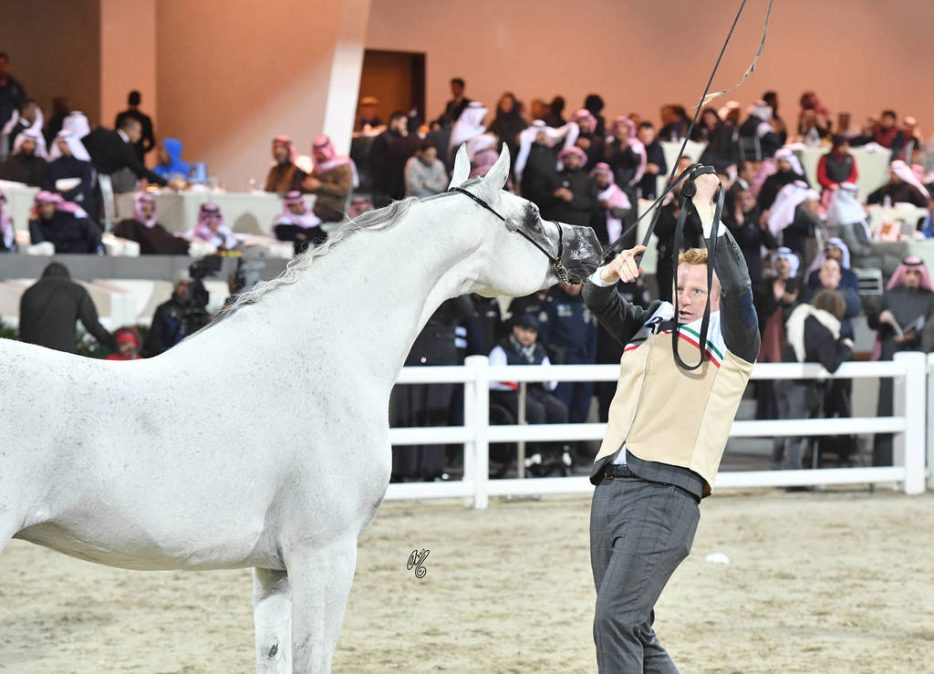 Senior Stallion Bronze Champion: Amir El Hejra (Nader Al Jamal X Kenya PG) 
