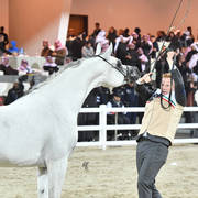 Senior Stallion Bronze Champion: Amir El Hejra (Nader Al Jamal X Kenya PG) 