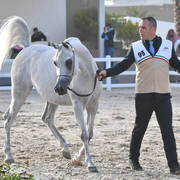 Senior Mare Gold  Champion: Menouah Al Rayyan (Fares Al Rayyan X Bint Messoudah M HP)