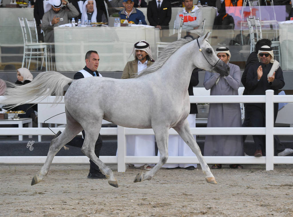 Senior Mare Gold  Champion: Menouah Al Rayyan (Fares Al Rayyan X Bint Messoudah M HP)